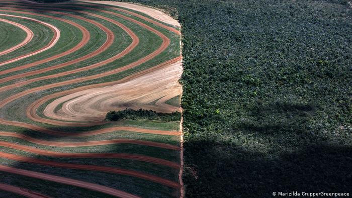 Desmatamento no Cerrado volta a crescer em 2020