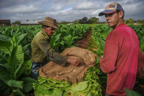 Vendas globais de charutos cubanos sobem 7%, apesar de leis antitabaco