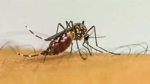 Estudo revela impacto do vírus da chikungunya em jovens e possíveis sequelas de longo prazo