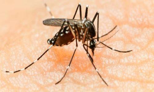Alagoas pode ter uma epidemia de chikungunya em 2017, diz médico