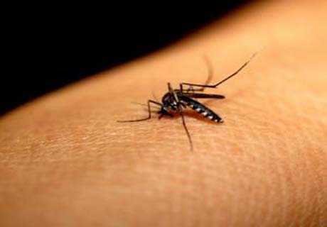 Chikungunya: conheça esse vírus e saiba por que ele é uma ameaça