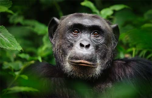 Mulher é banida de zoológico após manter “caso” com chimpanzé por quatro anos