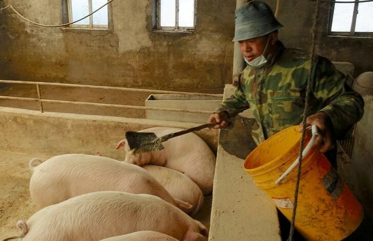 China relata surto de peste suína africana na ilha de Hainan, diz OIE