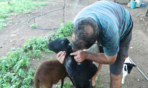 Suposto “Chupa-cabra” ataca animais em propriedades de Coité do Nóia
