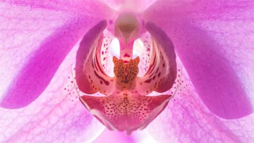 Como realmente é o clitóris - e suas semelhanças com o pênis