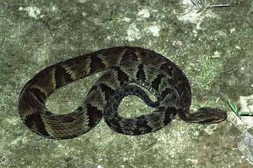 Três pessoas são internadas após serem picadas por serpentes em Alagoas no fim de semana