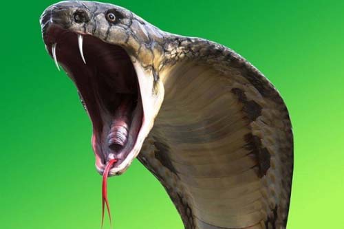 O que é o 'efeito cobra', que mostra que o remédio pode ser pior do que a doença