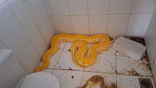 Polícia apreendeu cobras na casa de atirador que confessou quatro mortes, em Arapiraca 