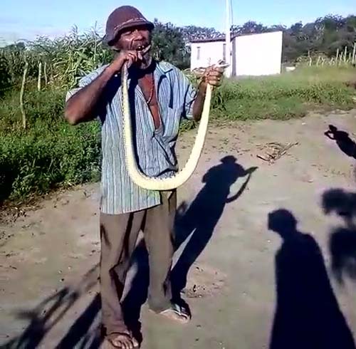 Homem pega cobra cascavel com as mãos e arranca cauda “no dente” no Sertão