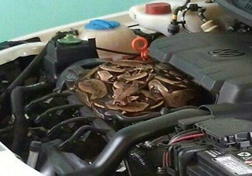 Jiboia é encontrada no motor de um carro na parte alta de Maceió