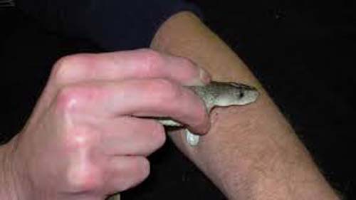 Homem é socorrido pelos bombeiros após ser picado por cobra em União dos Palmares