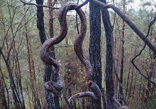 Cobra gigante morre após raio na China e vira lanche de moradores