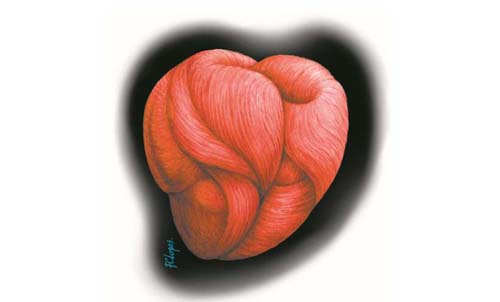 Reduzir o nível de colesterol diminui riscos de doenças cardiovasculares