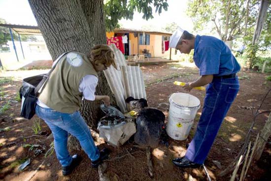 Governo promove hoje Dia D de combate ao mosquito Aedes aegypti