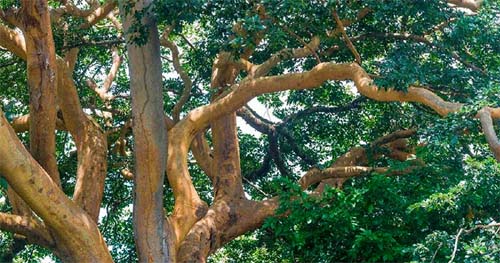 Testes iniciais identificam composto com propriedade anti-inflamatória no óleo de copaíba