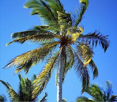 Menina de 10 anos sobrevive a trauma craniano após ser atingida por coco em Maragogi