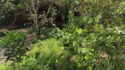 Bombeiros encerram, sem sucesso, primeiro dia de buscas por corpo de jovem assassinado e jogado em mata