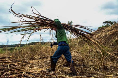 Produção agropecuária de Alagoas soma R$ 2,8 bilhões em 2020