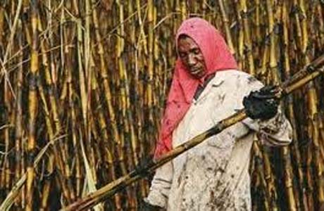 Cortadores de cana de Alagoas são flagrados trabalhando ilegalmente