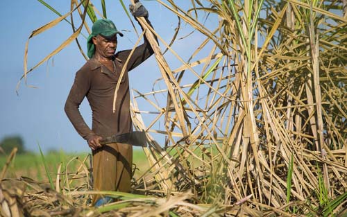Setor sucroenergético classifica como “mentiroso” o ataque de Santoro à proposta que incentiva produção de etanol no Brasil