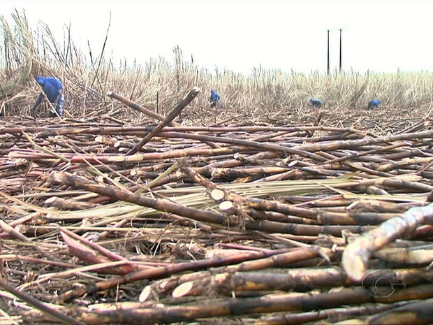 Indústrias de AL antecipam colheita e moagem da safra da cana de açúcar