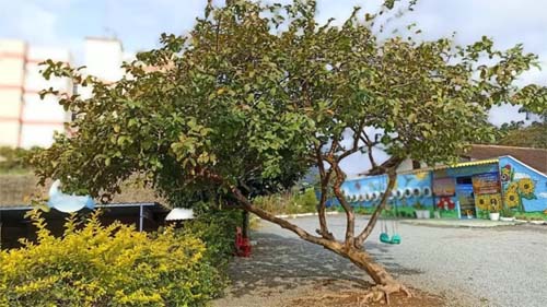 O que se sabe sobre ataque que matou 4 crianças em creche de Blumenau