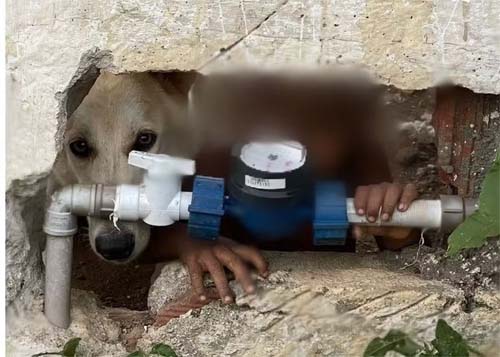 Mãe pode perder a guarda do filho de 2 anos deixado em casa 'sob tutela' de um cachorro em AL