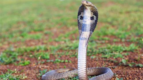 Cobra morre após ser mordida por criança de oito anos, na Índia