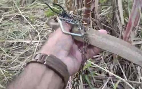 Prefeito suspeito de matar cachorro a pauladas, na frente dos donos, é denunciado à OAB-AL