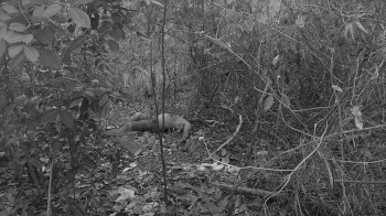 Homem decapitado é encontrado em matagal