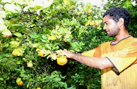 Governo entrega caminhões para apoio a agricultores de União dos Palmares
