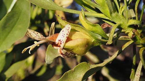 Investigadores acreditam ter descoberto segredo para acabar com o câncer