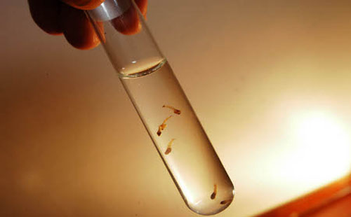 Vírus transmatido por Aedes aegypti ameaça o Brasil