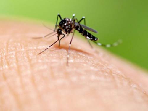 Ministério da Saúde aponta que casos de chikungunya aumentam mais de 91% em AL