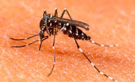 Seis municípios estão em alerta para epidemia de dengue em AL