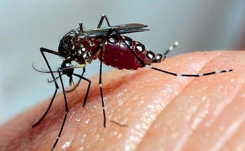 Infectologista revela possível surto nos casos de dengue em Alagoas