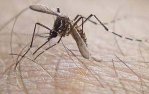 Alagoas é o Estado com segunda maior incidência de dengue do Nordeste