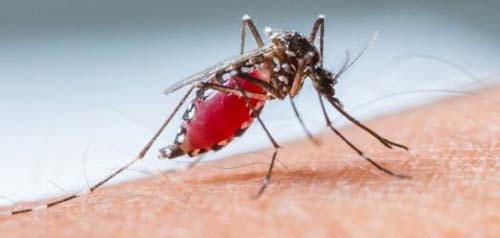 Vacina contra a dengue do Butantan atinge eficácia de 79,6%