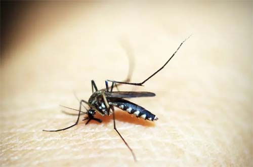 Saúde investiga 21 mortes por suspeita de dengue em Alagoas