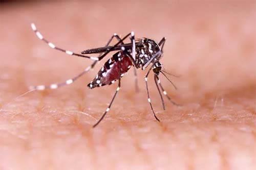 Mais um óbito é confirmado por dengue em Alagoas; total é de 14 vítimas em 2024