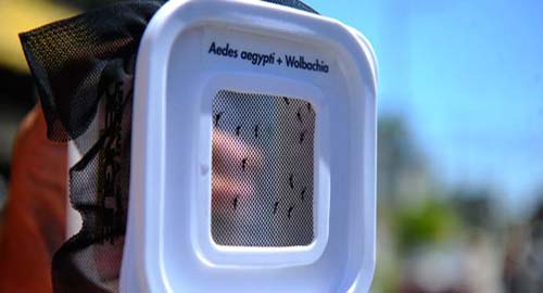 Cresce número de municípios com risco de epidemia de dengue