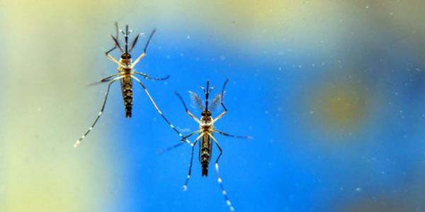 Brasil registra em 2019 segundo maior número de mortes por dengue em 21 anos