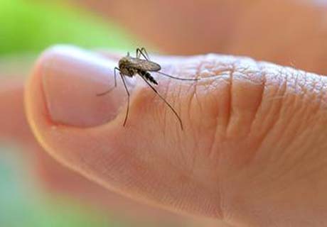 Casos de pessoas com dengue em Alagoas aumentam 14,8% 