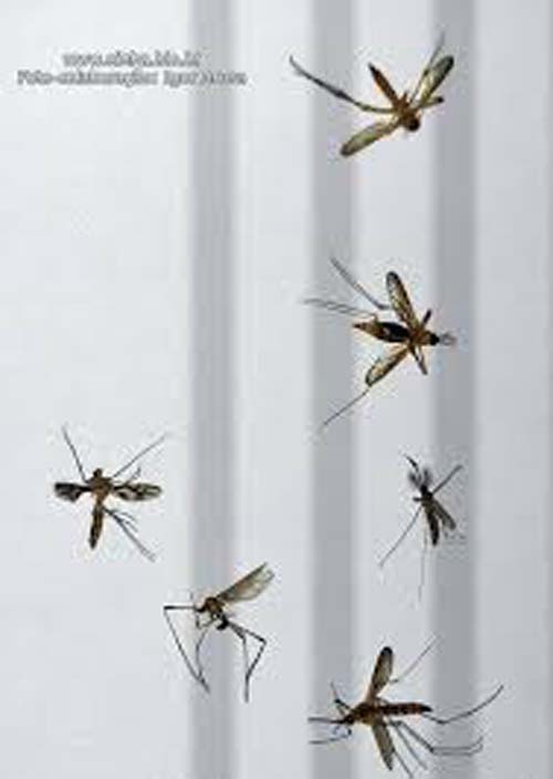 'Superanticorpo' revelado pelos cientistas pode ser chave para tratar dengue e febre amarela