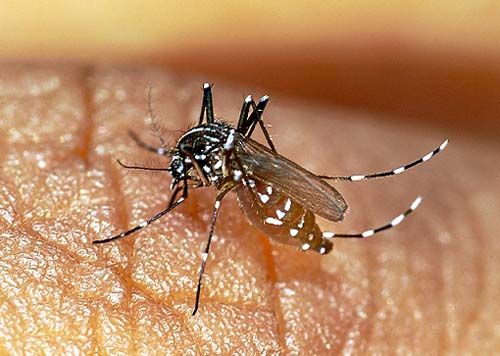 Dengue: DF notifica cinco mortes de moradores de Ceilândia e Planaltina