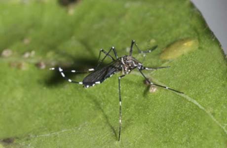 O que é Dengue? O seu principal vetor de transmissão