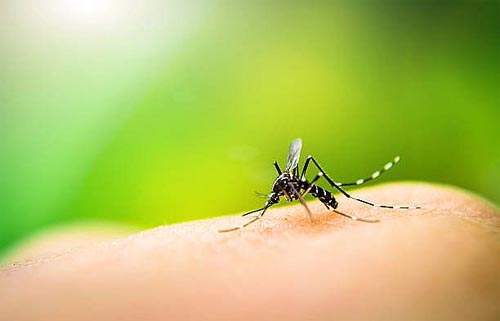 Americana (SP) registra mais de 400 casos de dengue em apenas uma semana -  Dengue - Extra Online