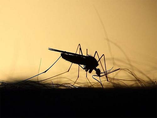 Sesau investiga sete mortes por suspeita de dengue em Maceió e mais cinco municípios
