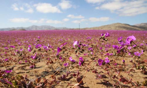 Chuvas incomuns no Chile fazem deserto do Atacama florescer