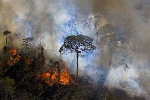 Desmatamento na Amazônia Legal caiu 11% no último ano, diz Inpe